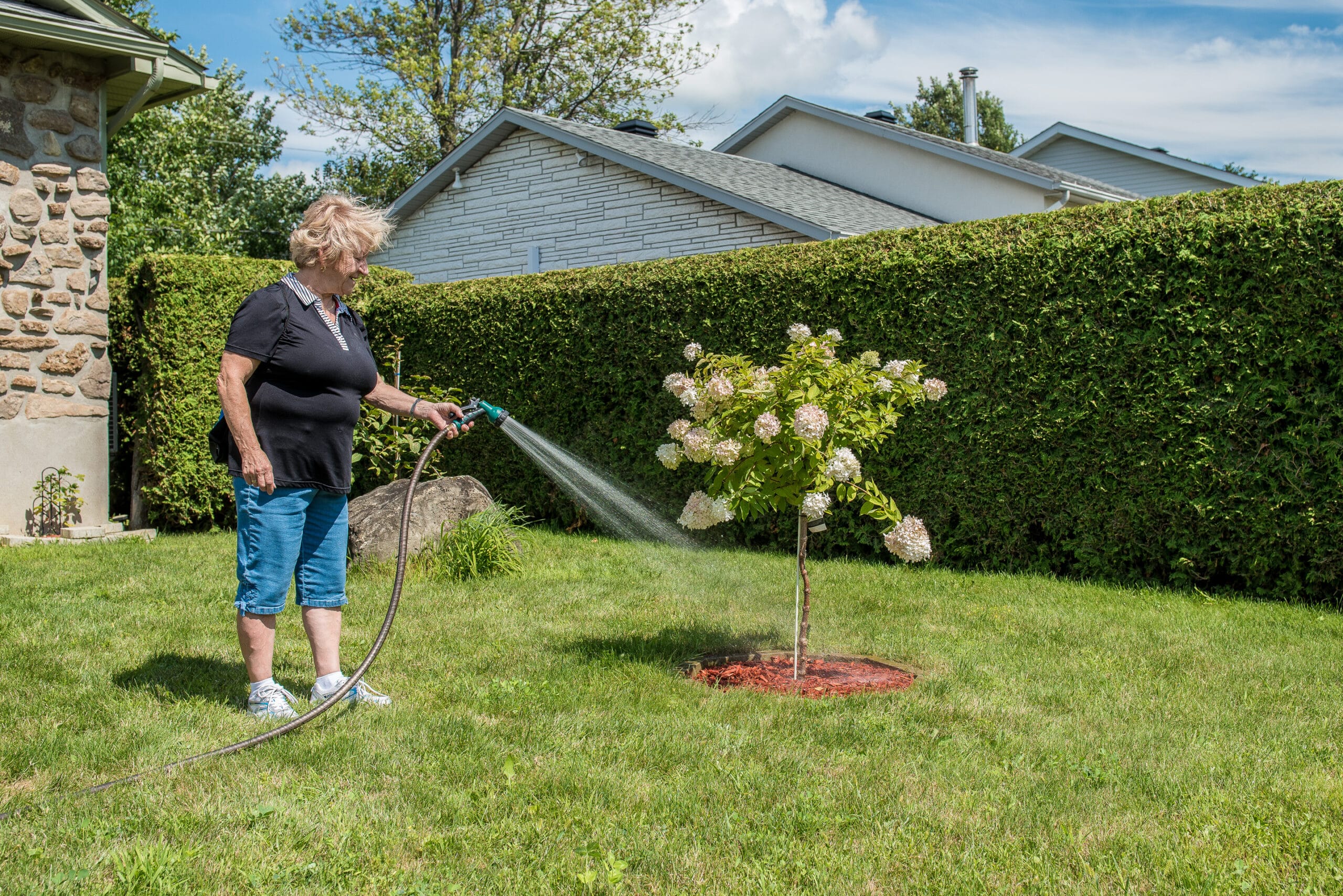 Près de 1000 arbres plantés à Mercier depuis 2018 avec le programme de distribution d’arbres aux citoyens