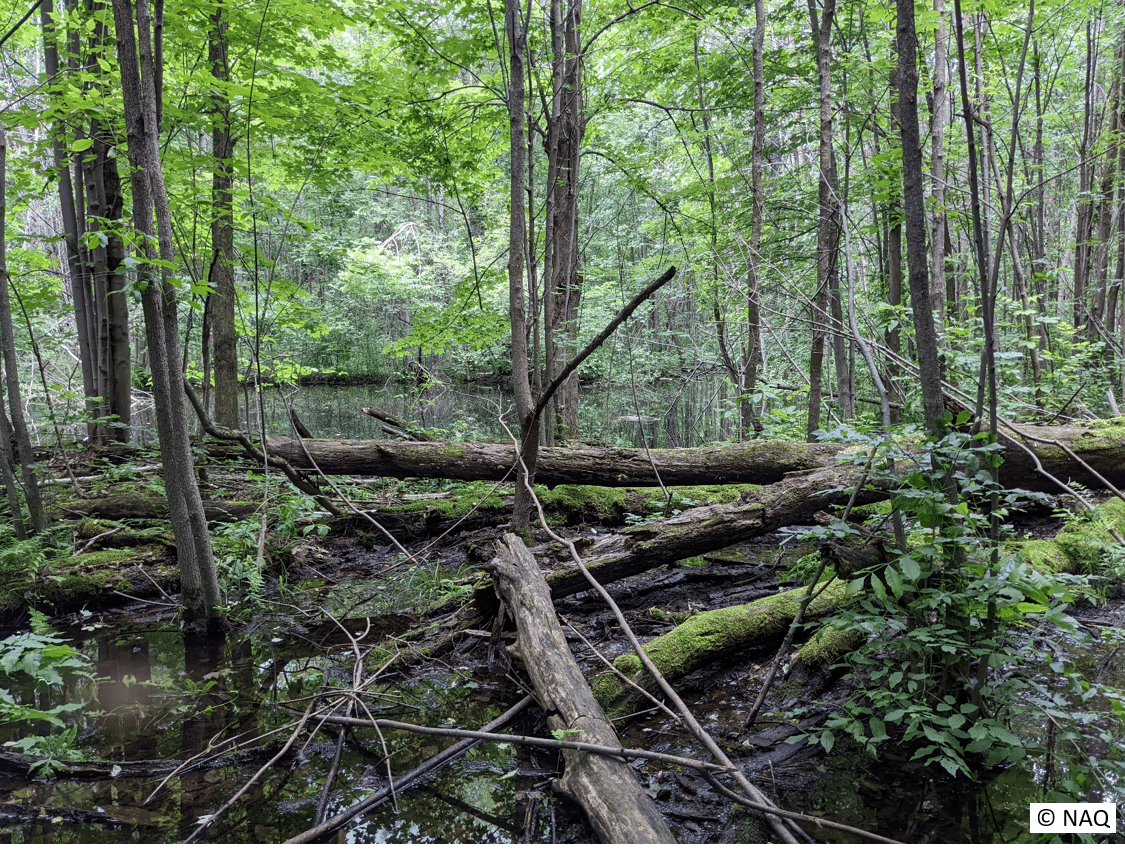 Boisé dans un Grand Jardin : La Ville de Mercier fait l’acquisition de 46 hectares à des fins de conservation