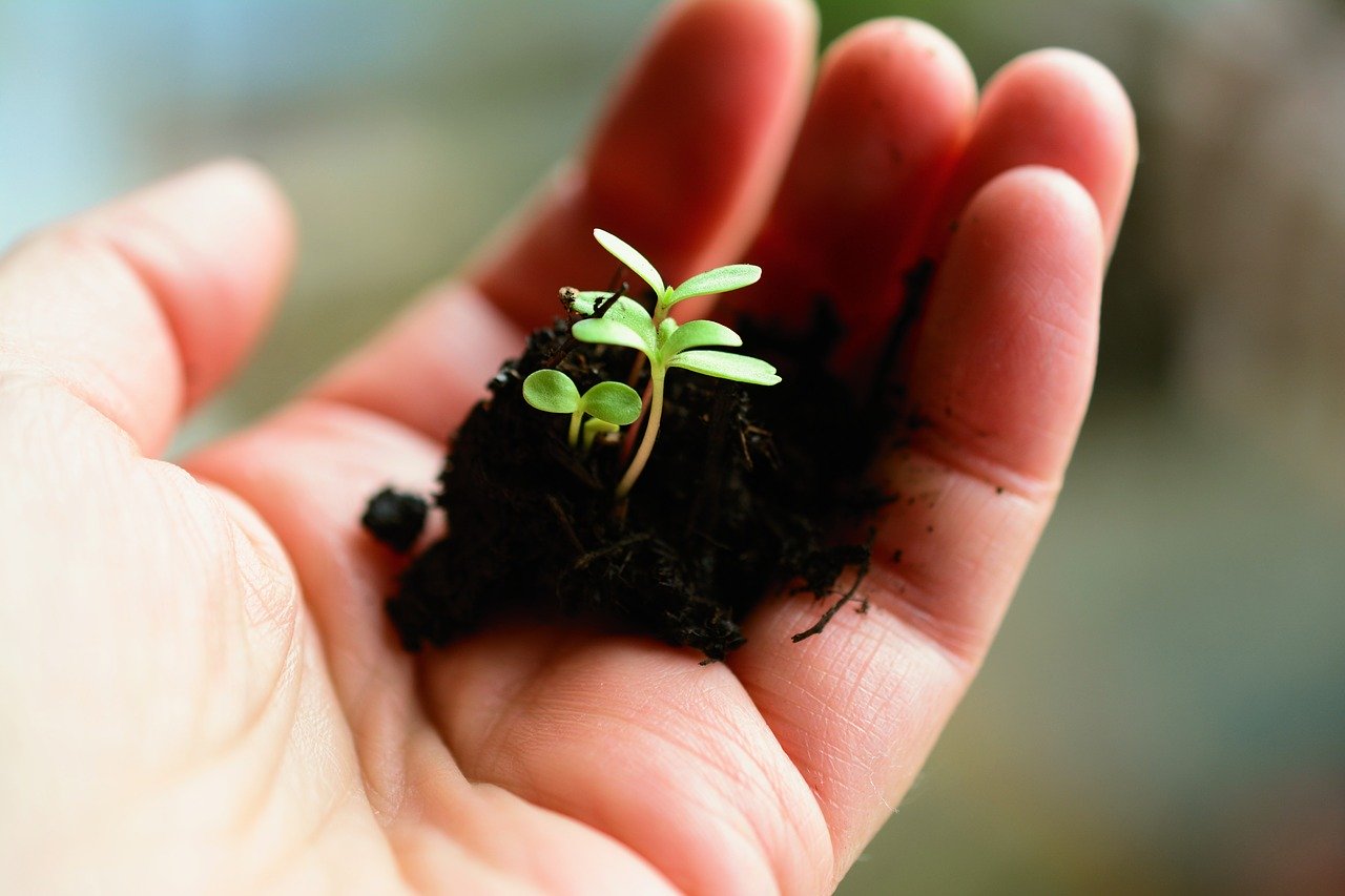 Distribution de compost aux citoyens